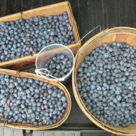 Homemade Blueberry Muffins Image